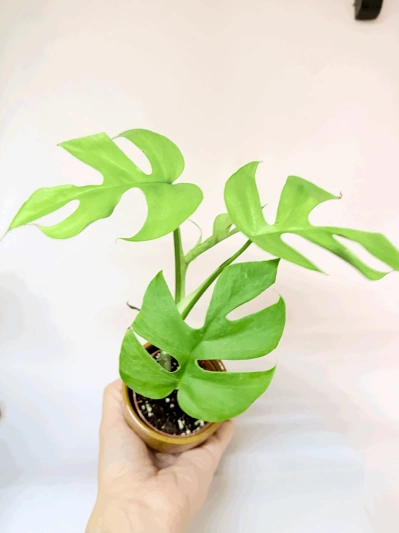 Rhaphidophora tetrasperma (babyplant)