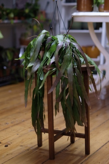 Rhipsalis ramulosa "Red Coral" - Img 5
