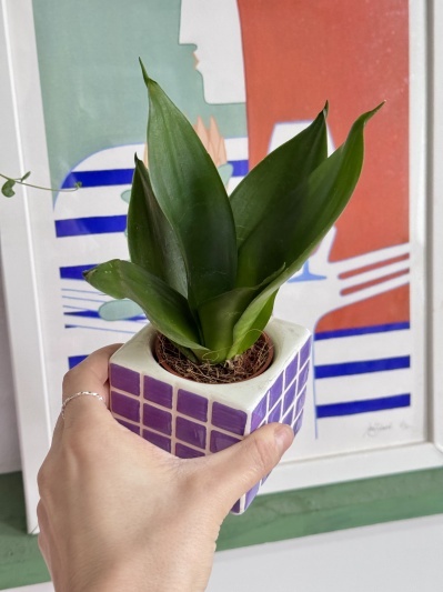 Sansevieria Black Hahnii - Img 4