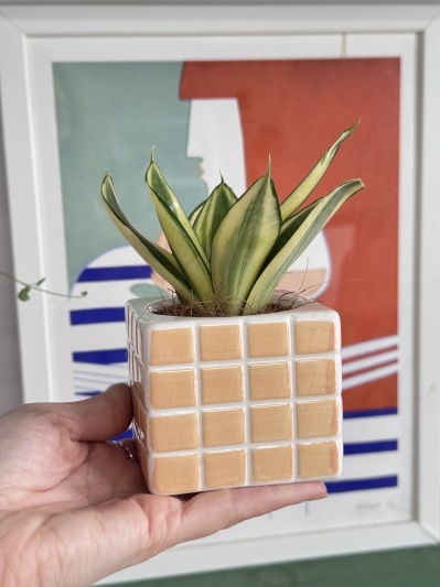 Sansevieria Golden Hahnii - Img 5
