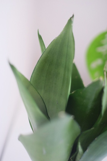 Sansevieria Moonshine - Img 7