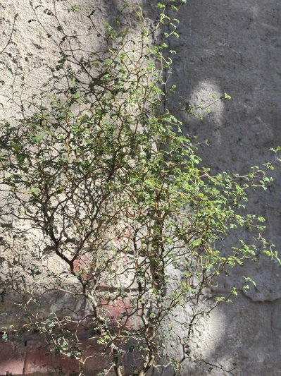 Sophora Prostrata - Img 5