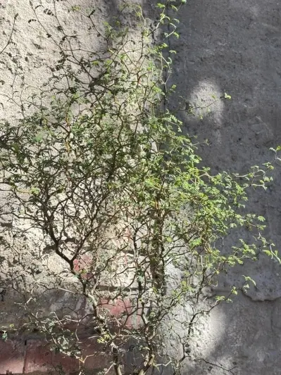 Sophora Prostrata - Img 5
