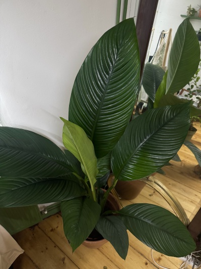 Spathiphyllum Sensation - Img 4