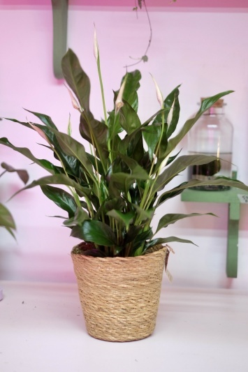 Spathiphyllum Sweet Curiosa