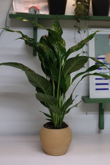 Spathiphyllum Sweet Silvio