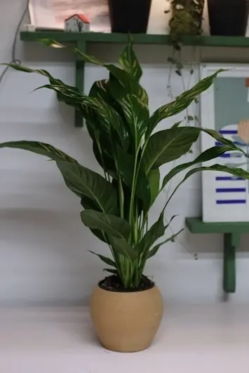 Spathiphyllum Sweet Silvio