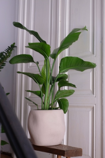 Strelitzia Nicolai