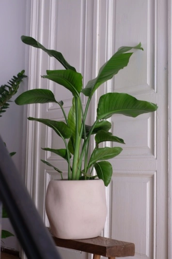 Strelitzia Nicolai