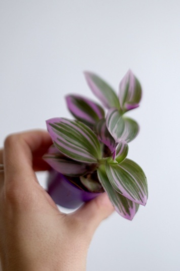 Tradescantia Nanouk - Img 2