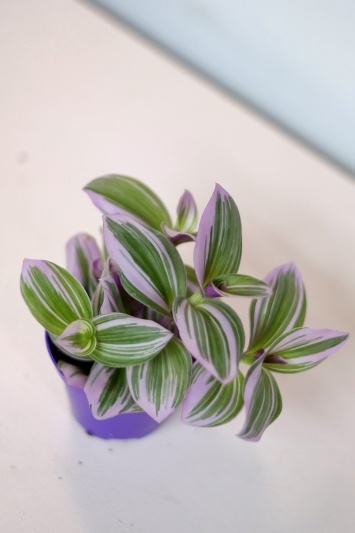 Tradescantia Nanouk - Img 6