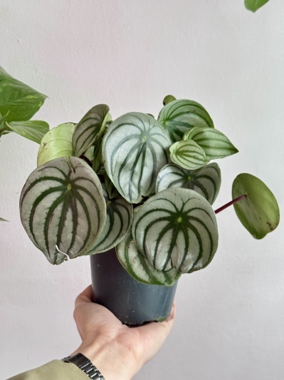 Watermelon Peperomia (Peperomia Argyreia)
