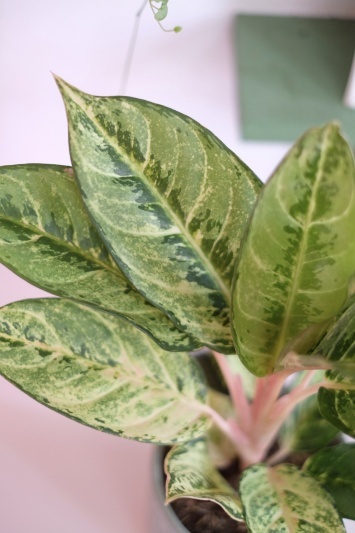 Aglaonema Chartreuse Beauty - Img 4