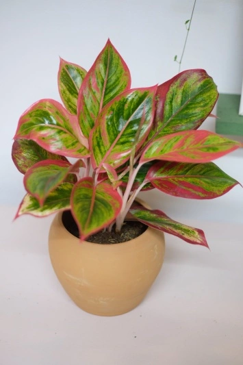 Aglaonema Crete V1 - Img 6