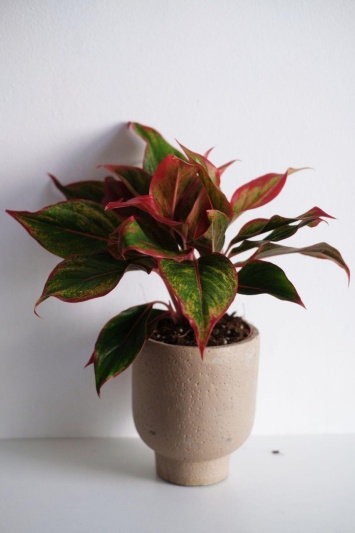 Aglaonema Crete - Img 3