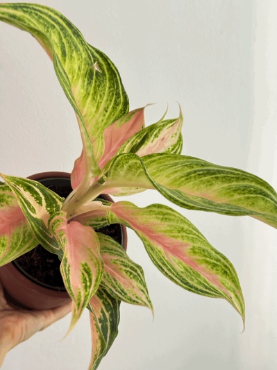 Aglaonema 'Eyecatcher' - Img 5