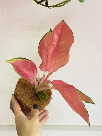Aglaonema Flamingo - Img 2