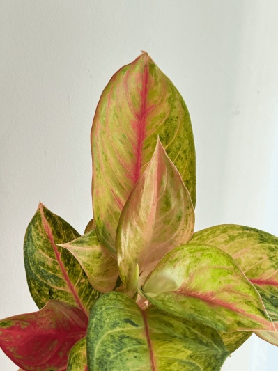 Aglaonema Guava Pink - Img 1