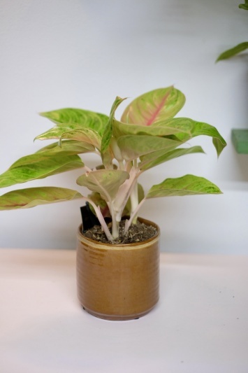 Aglaonema 'Iguana Red' - Img 6