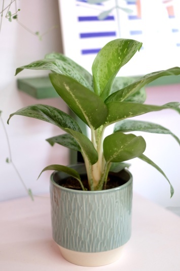 Aglaonema Lemon Mint - Img 2