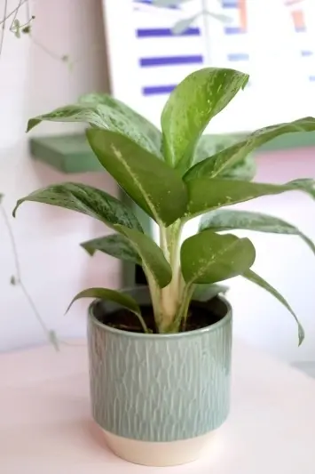 Aglaonema Lemon Mint - Img 2