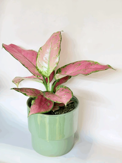 Aglaonema Pink Valentine - Img 3