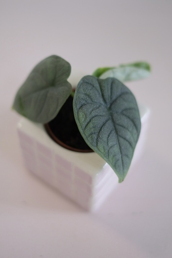 Alocasia Melo (baby) - Img 4