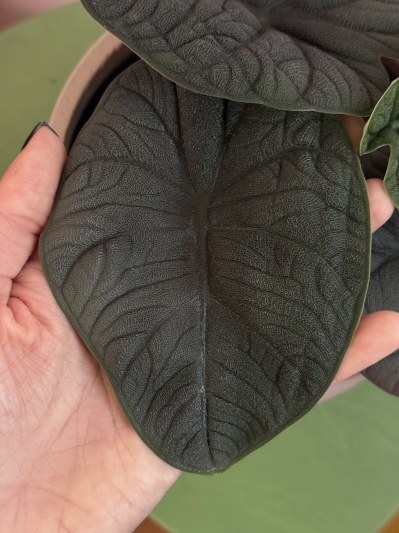 Alocasia Melo - Img 6