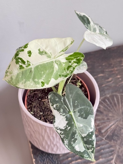 Alocasia micholitziana Frydek Variegata - Img 4