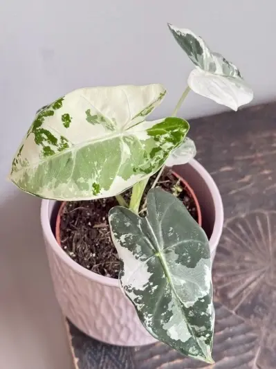 Alocasia micholitziana Frydek Variegata - Img 4