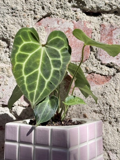 Anthurium Clarinervium - Img 6
