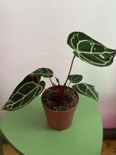 Anthurium Crystallinum - Img 8