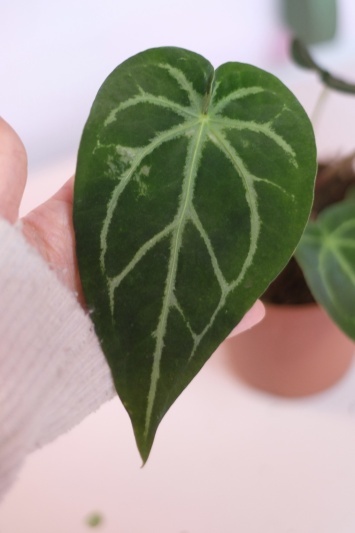 Anthurium C. - Img 3