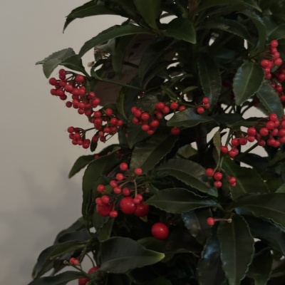 Ardisia Crenata - Img 3