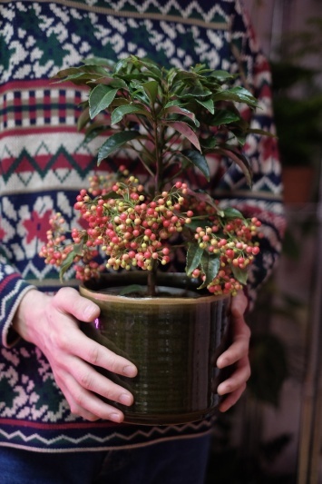 Ardisia Crenata - Img 4