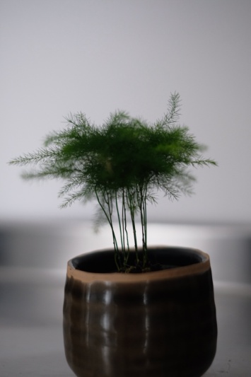 Asparagus Setaceus (baby) - Img 2