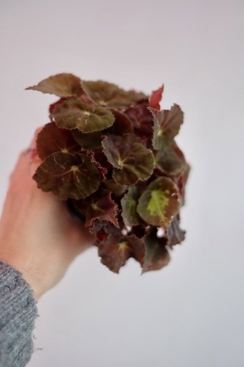 Begonia Rex - Img 3
