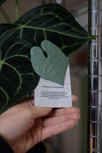 Broșă Anthurium Clarinervium