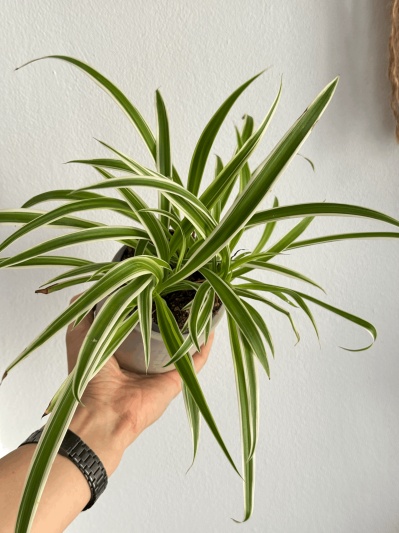 Chlorophytum - Img 3
