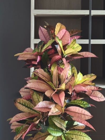 Codiaeum Mrs. Iceton - Img 3