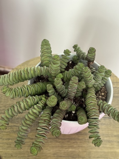 Crassula marnieriana - Img 5