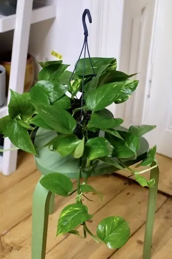Devil's Ivy / Epipremnum Aureum
