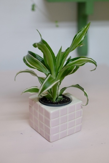 Dracaena Fragrans White Jewel - Img 4