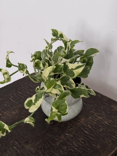 Epipremnum Aureum N'Joy - Img 6