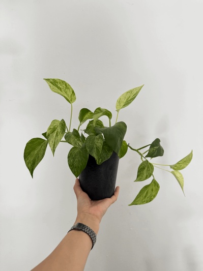 Epipremnum Marble Queen - Img 1