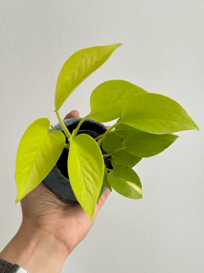 Epipremnum Neon (baby plant) - Img 4