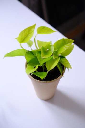 Epipremnum Neon - Img 4