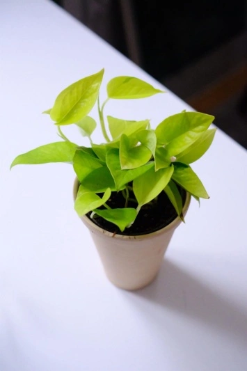 Epipremnum Neon - Img 4