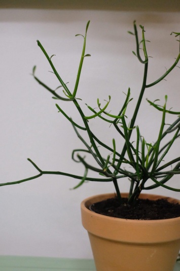 Euphorbia Tirucalli - Img 4