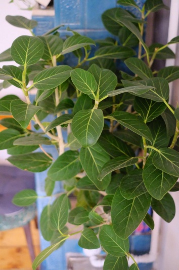 Ficus benghalensis Audrey - Img 4